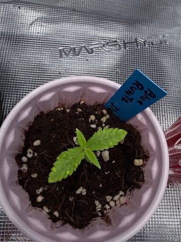 First Time Grower Long Time Blazer — grow_setup, day 2