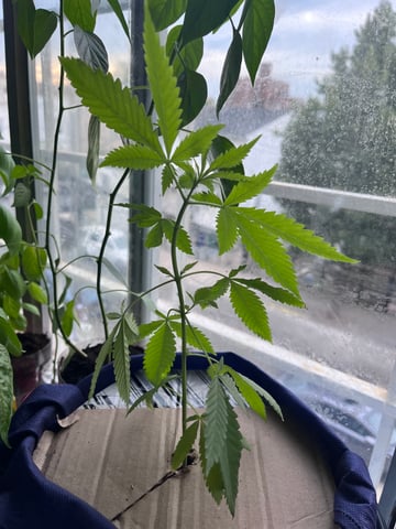 My Devine Conscious  — vegetative, day 56