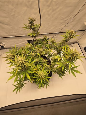 GDP auto 3X5 tent — flower, day 116