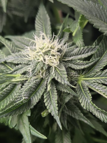 White Widow + Papaya Bomb