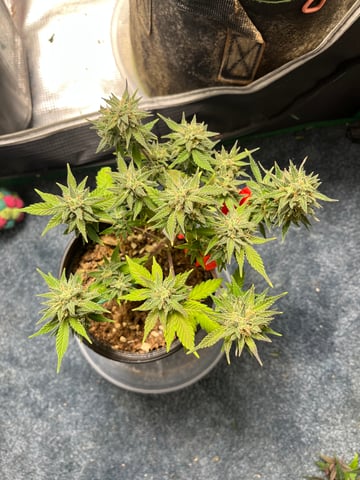 32oz Container Grow — auto, day 48