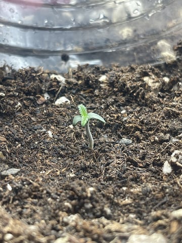 3x3 Grow — seedling_rooting, day 10