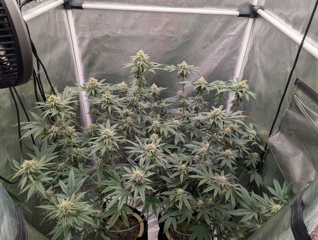 Exotic Genetix Donut Holes & Holiday Special 2025 — flower, day 36