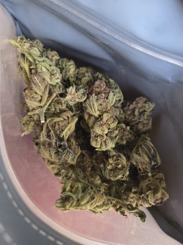 Special Kush#1 and Purple Queen Auto  — harvest, day 155