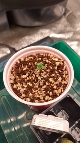 Gorilla Girl Autopot — seedling_rooting, day 1