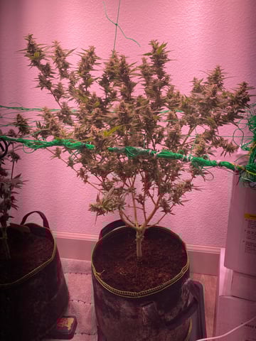 pineapple Express  — flower, day 32