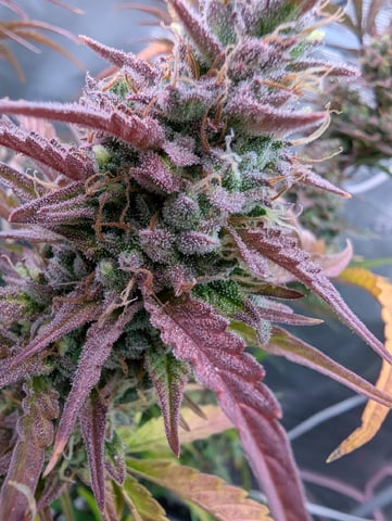 Dark Star — flower, day 75