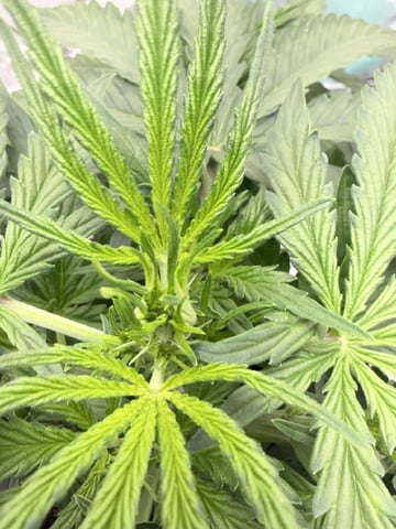 Indoor — vegetative, day 31