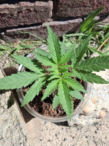 My First Grow — vegetative, day 44