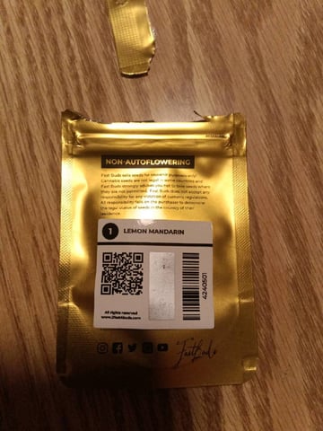 FastBuds Photo-Lemon Mandarin  — germination, day 1