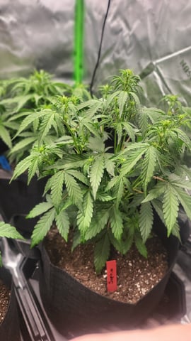 First attempt at planting some seeds — flower, day 47