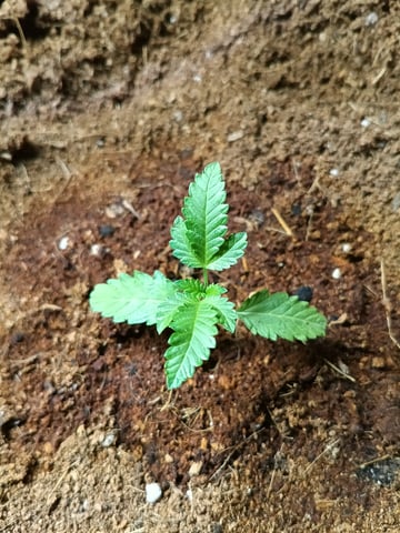 OG KUSH — vegetative, day 22