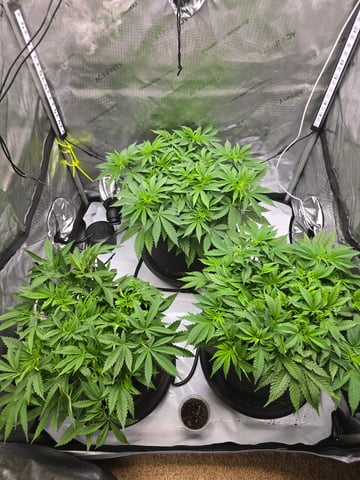 Purple Haze  — vegetative, day 32