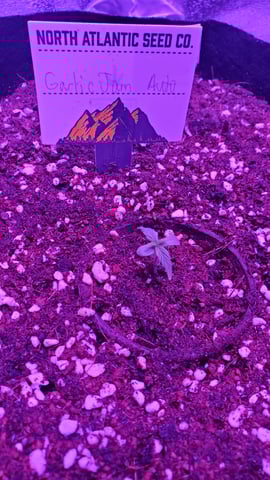 2026 Winter Indoor Grow — seedling_rooting, day 15