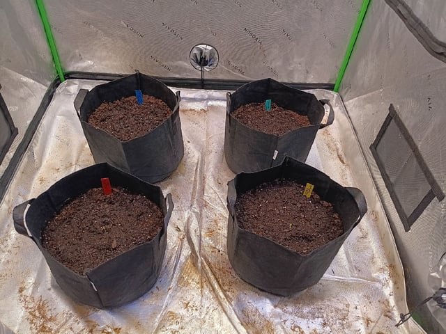 Boss Battle, Forbidden Runtz, +granddaddy Purp, +citrus Bubblegum — seedling_rooting, day 5