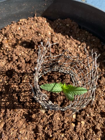 My First Grow — seedling_rooting, day 16