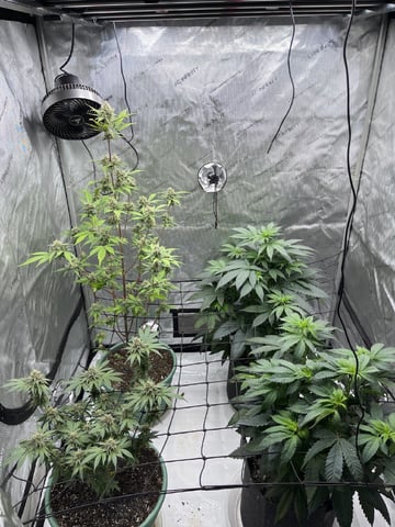 Lemon Cherry Gelato/N.L. — vegetative, day 2