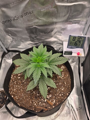 Northern lights #10 (Alaska) — vegetative, day 18