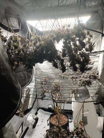 Grape Gasoline — harvest, day 53