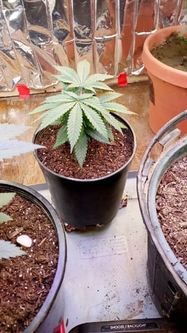 Jack hearer/Jack the ripper? — vegetative, day 51