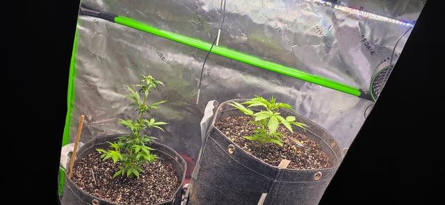 Here We Grow... — flower, day 42