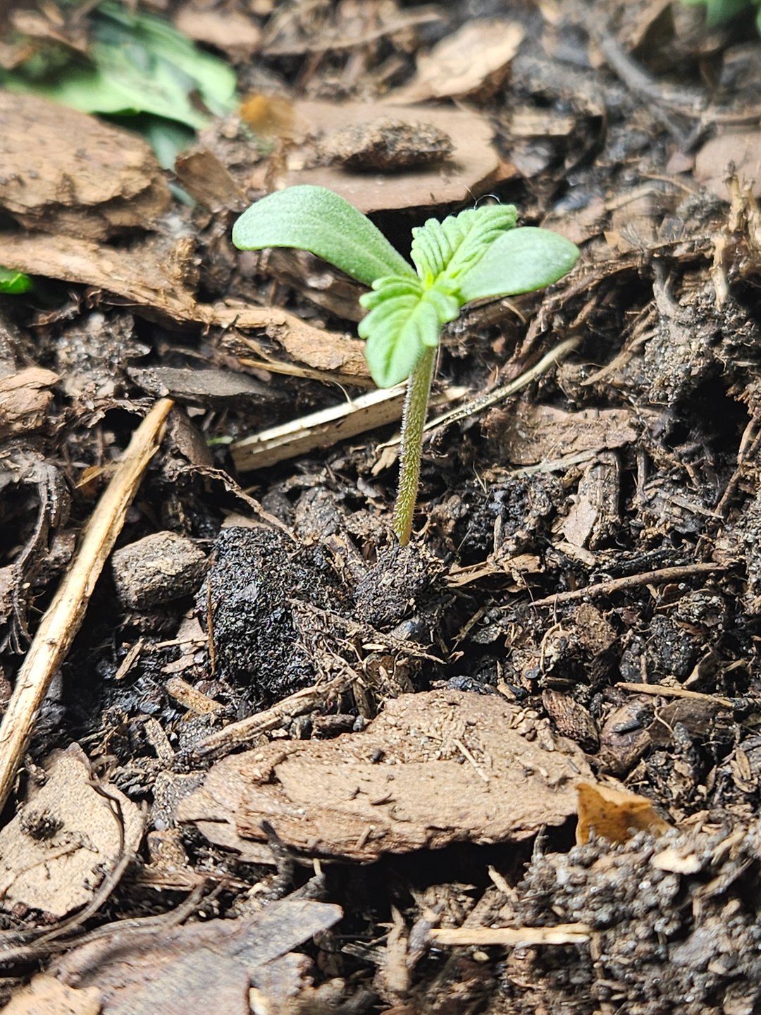 Special Queen 1 Fem+ Watermelon Auto