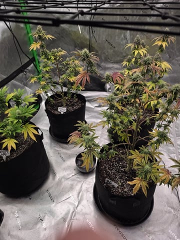 Summer 2026 Grow