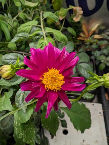 See what grows — vegetative, day 238