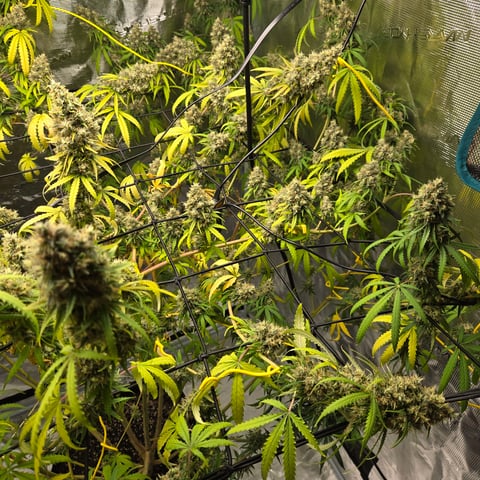 Big Momma Blue Dream  — flower, day 59