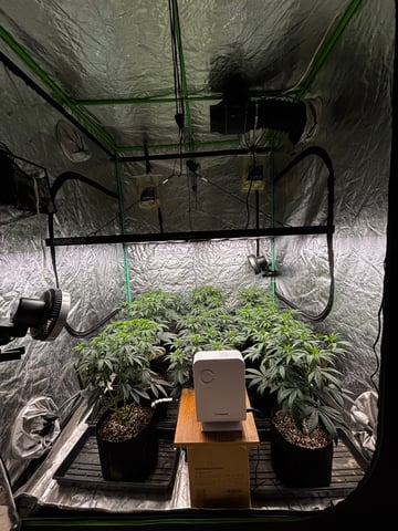 Pink Passion Fruit — flower, day 54