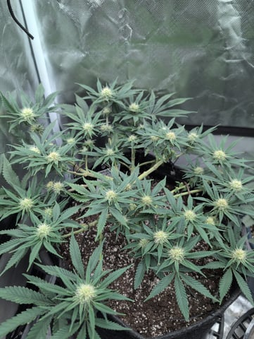 memphisto 3 bears OG, ethos high note r1 — flower, day 63