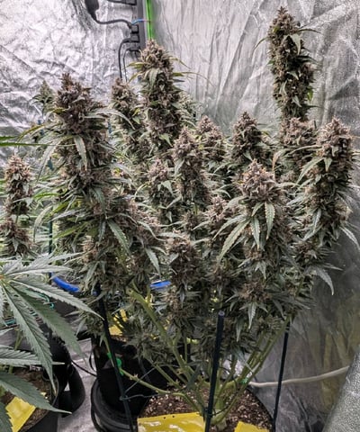 Mixed Grow — flower, day 92