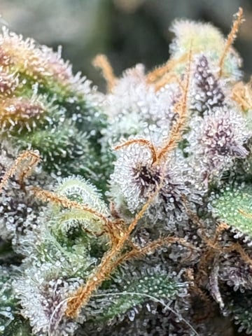 back to my roots.  — flower, day 59