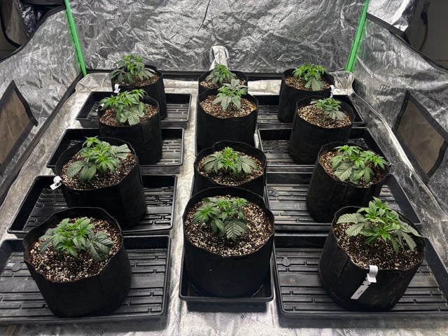 Pink Passion Fruit — vegetative, day 26