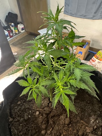 First Grow — flower, day 22