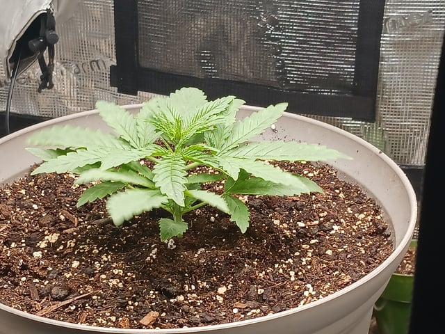 4th grow  — vegetative, day 146