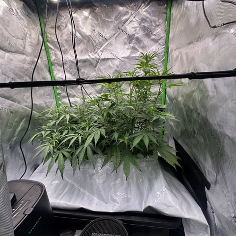 Ztrawberriez (Auto) 2026 - 1 — flower, day 43