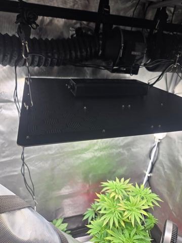 First Grow — vegetative, day 9