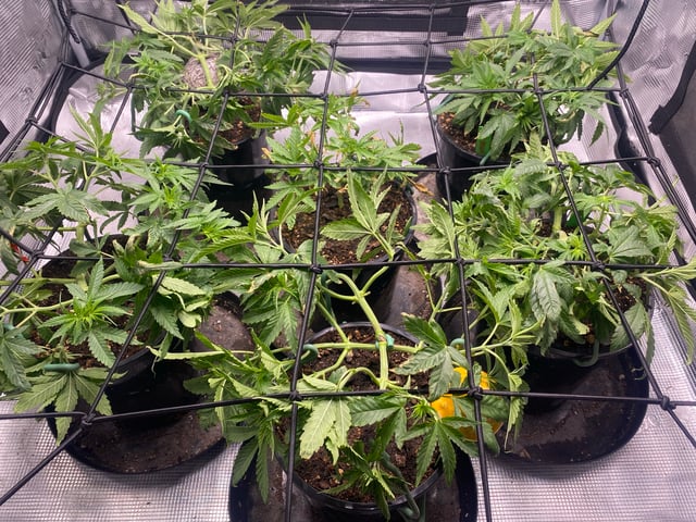 Solfire Gardens Grow — vegetative, day 49