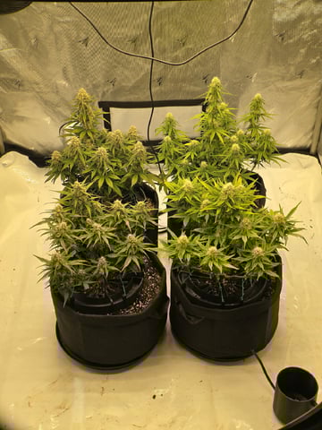 1st Grow 4x4 — flower, day 53