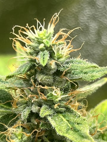 My First Four — flower, day 95