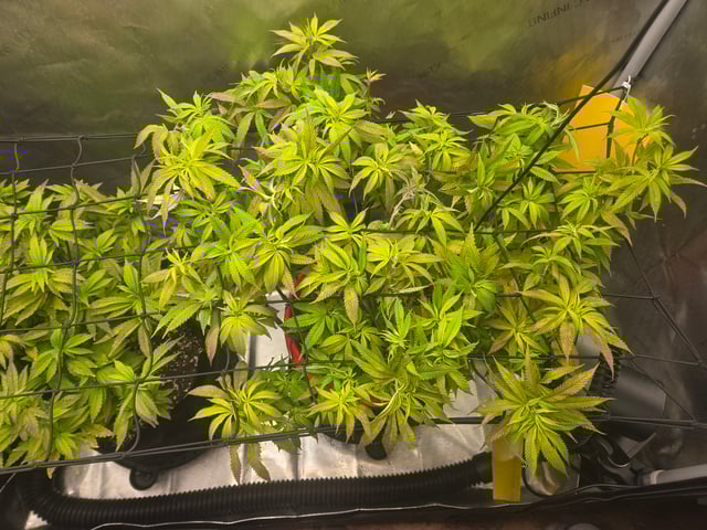 First Grow — vegetative, day 43