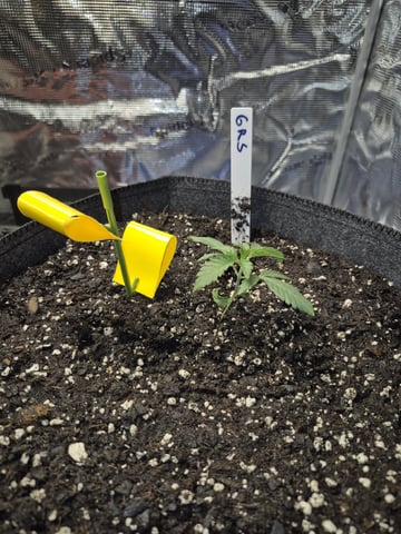 Grow 1 2026 Gelato Rainbow Sherbert  — seedling_rooting, day 4