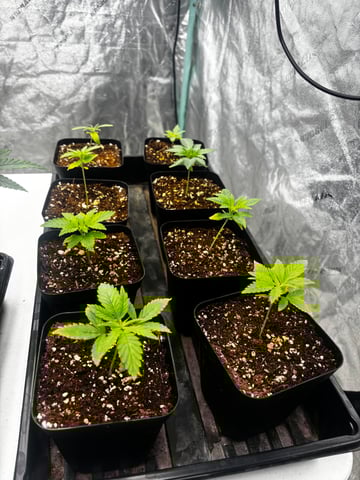 PKB remix/PotG — seedling_rooting, day 37