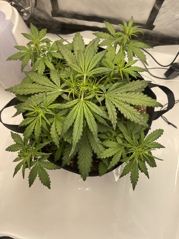 3x3 Grow — flower, day 3