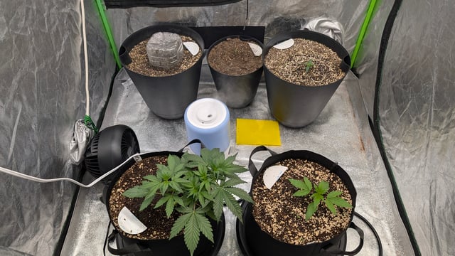 Mixed Grow — grow_setup, day 23