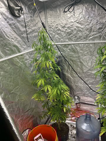 two clones and sour diesel  — flower, day 25