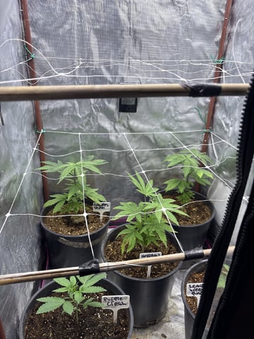 first grow in new 2x2 — vegetative, day 41