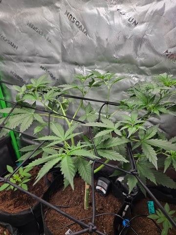 "Wedding Crasher"  Grow#2