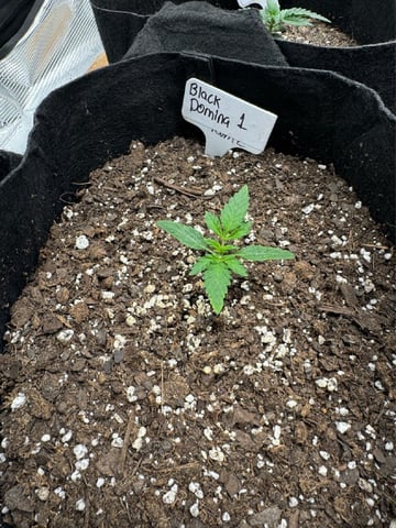 SSH and BD — vegetative, day 16